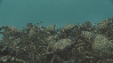 ARAIGNEES DE MER