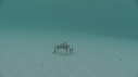 ARAIGNEES DE MER