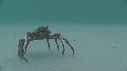 ARAIGNEES DE MER