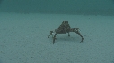 ARAIGNEES DE MER