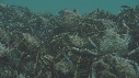 ARAIGNEES DE MER