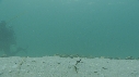 ARAIGNEES DE MER