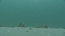 ARAIGNEES DE MER
