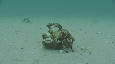 ARAIGNEES DE MER