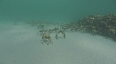 ARAIGNEES DE MER