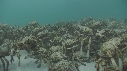 ARAIGNEES DE MER