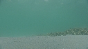 ARAIGNEES DE MER