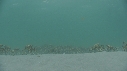 ARAIGNEES DE MER