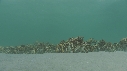 ARAIGNEES DE MER