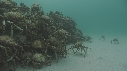 ARAIGNEES DE MER