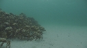 ARAIGNEES DE MER