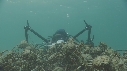 ARAIGNEES DE MER