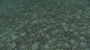 ARAIGNEES DE MER