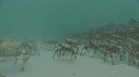 ARAIGNEES DE MER