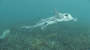 POISSON ELEPHANT
