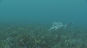 POISSON ELEPHANT