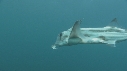 POISSON ELEPHANT