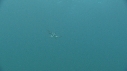 POISSON ELEPHANT