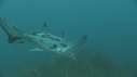 POISSON ELEPHANT