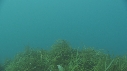 POISSON ELEPHANT