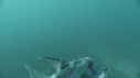 POISSON ELEPHANT