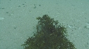 ARAIGNEES DE MER, CACHE