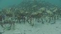 ARAIGNEES DE MER