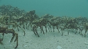 ARAIGNEES DE MER