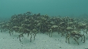 ARAIGNEES DE MER