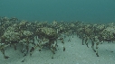 ARAIGNEES DE MER