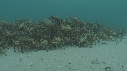 ARAIGNEES DE MER