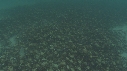ARAIGNEES DE MER