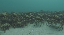 ARAIGNEES DE MER