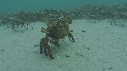 ARAIGNEES DE MER