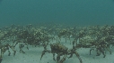 ARAIGNEES DE MER