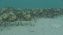 ARAIGNEES DE MER