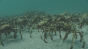 ARAIGNEES DE MER