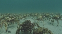 ARAIGNEES DE MER