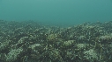 ARAIGNEES DE MER