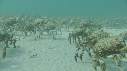 ARAIGNEES DE MER