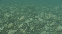 ARAIGNEES DE MER