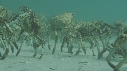 ARAIGNEES DE MER