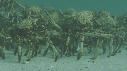 ARAIGNEES DE MER