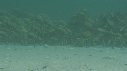 ARAIGNEES DE MER