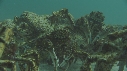 ARAIGNEES DE MER