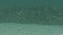 ARAIGNEES DE MER