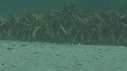 ARAIGNEES DE MER