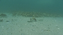 ARAIGNEES DE MER