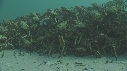 ARAIGNEES DE MER