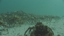 ARAIGNEES DE MER
